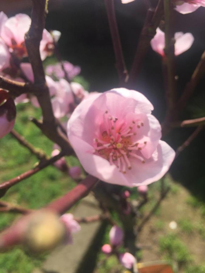 Sa Mariposa Acomodação com café da manhã Muravera Exterior foto