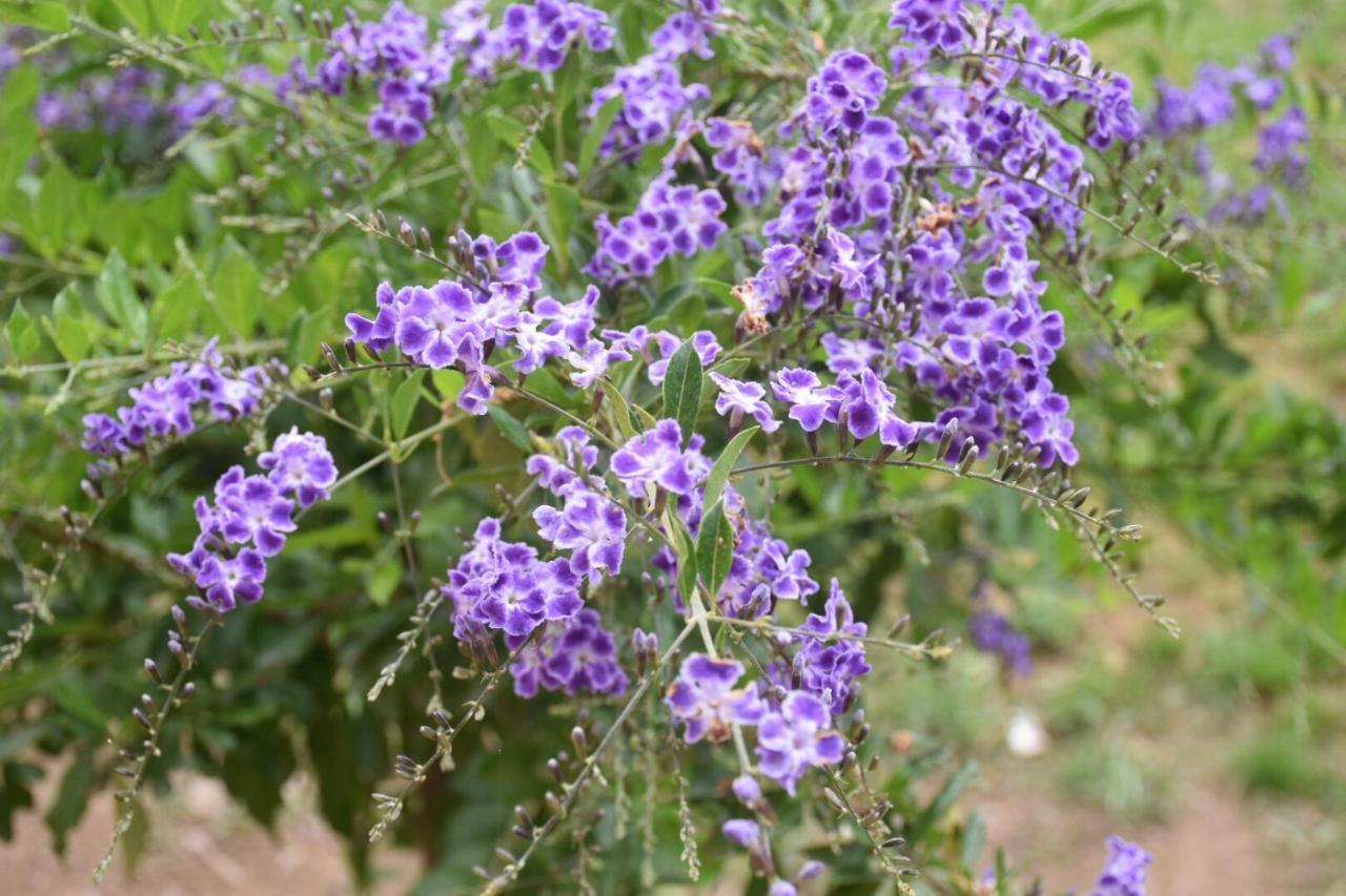 Sa Mariposa Acomodação com café da manhã Muravera Exterior foto