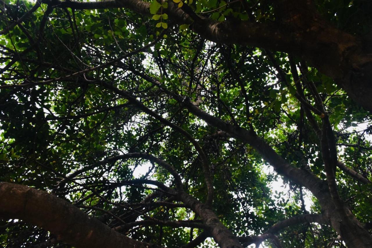 Sa Mariposa Acomodação com café da manhã Muravera Exterior foto