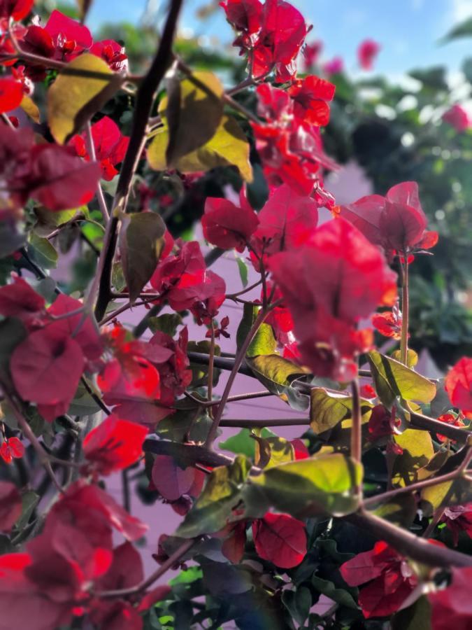 Sa Mariposa Acomodação com café da manhã Muravera Exterior foto